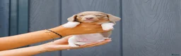Miniature Dachshund dogs for sale: Stunning Health Tested Miniature Daxie Pups - Advert 10