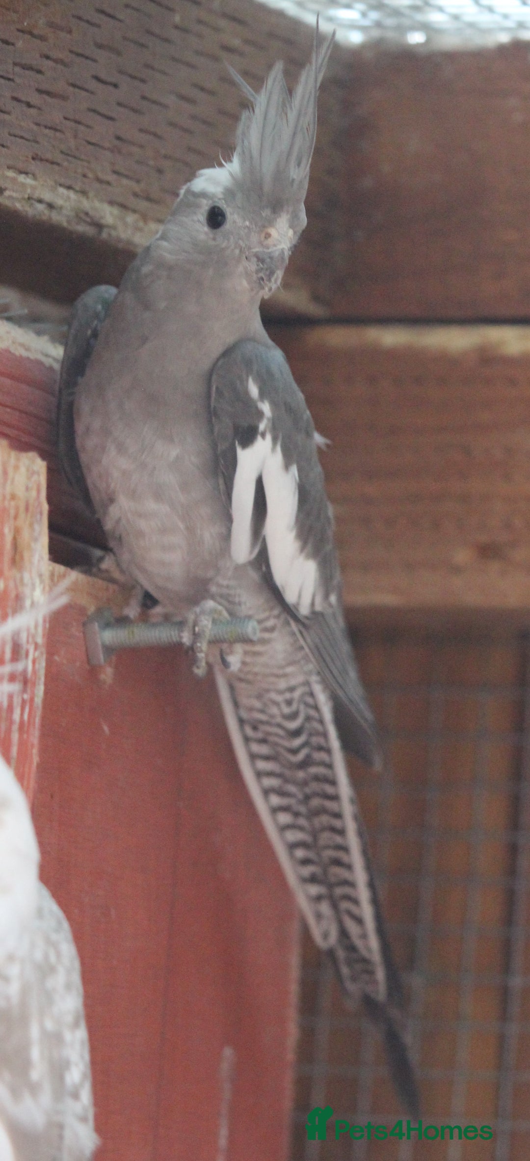 Cockatiels birds for sale: Young Whiteface Cockatiels for Sale in Southport - Advert 13