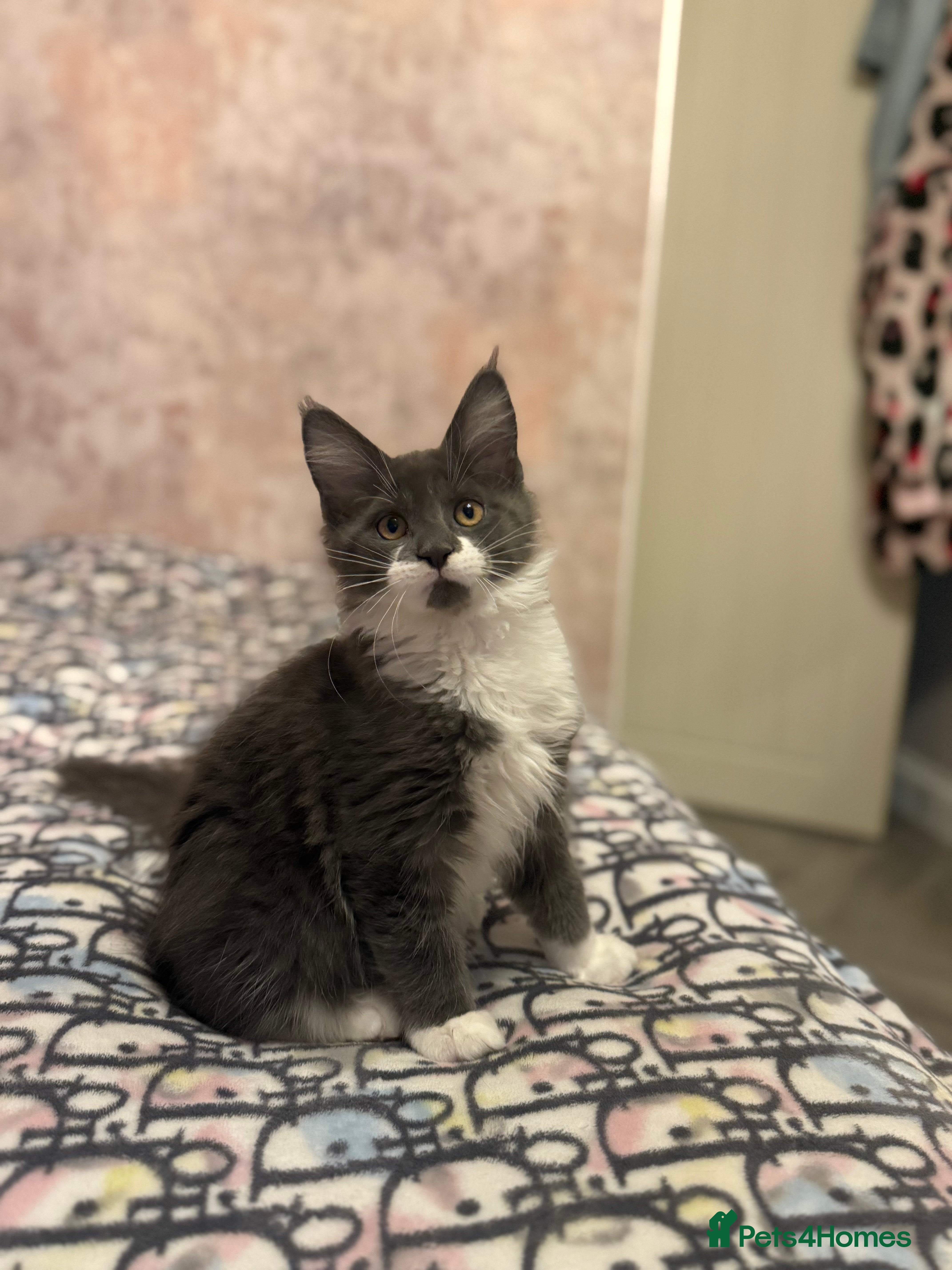 Maine Coon cats Stunning Maine Coon Litter Of Kittens Ready Now - Advert 13