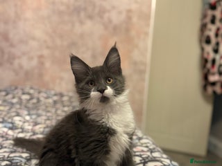 Maine Coon cats Stunning Maine Coon Litter Of Kittens Ready Now - Advert 13