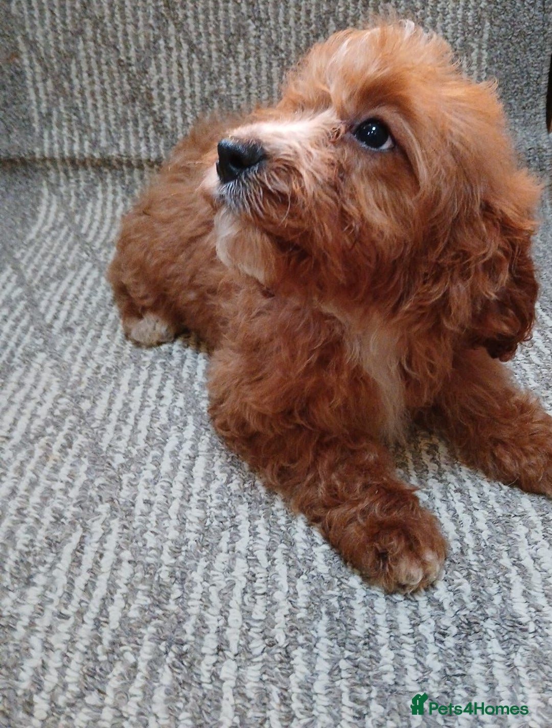 Cavapoo dogs for sale: Red cavapoo pups - Advert 15