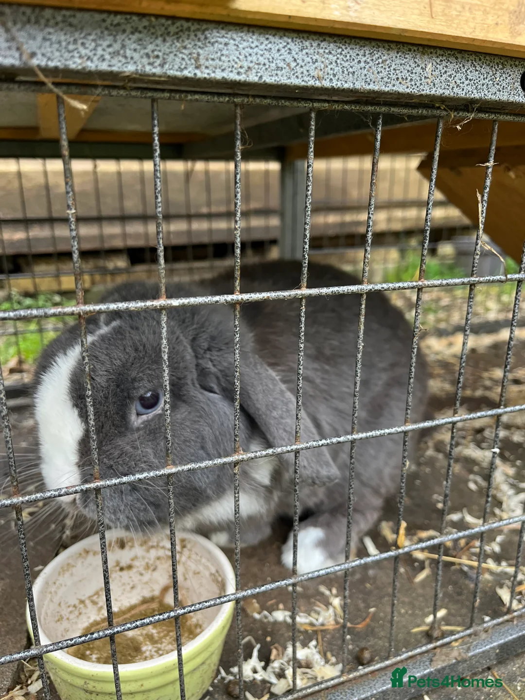 Mini Lop rabbits for sale: Two lovely mini lop rabbits. in Stevenage - Advert 7