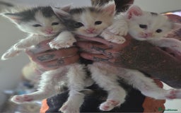 Maine Coon cats for sale: Variety of Maine coon kittens - Image 3