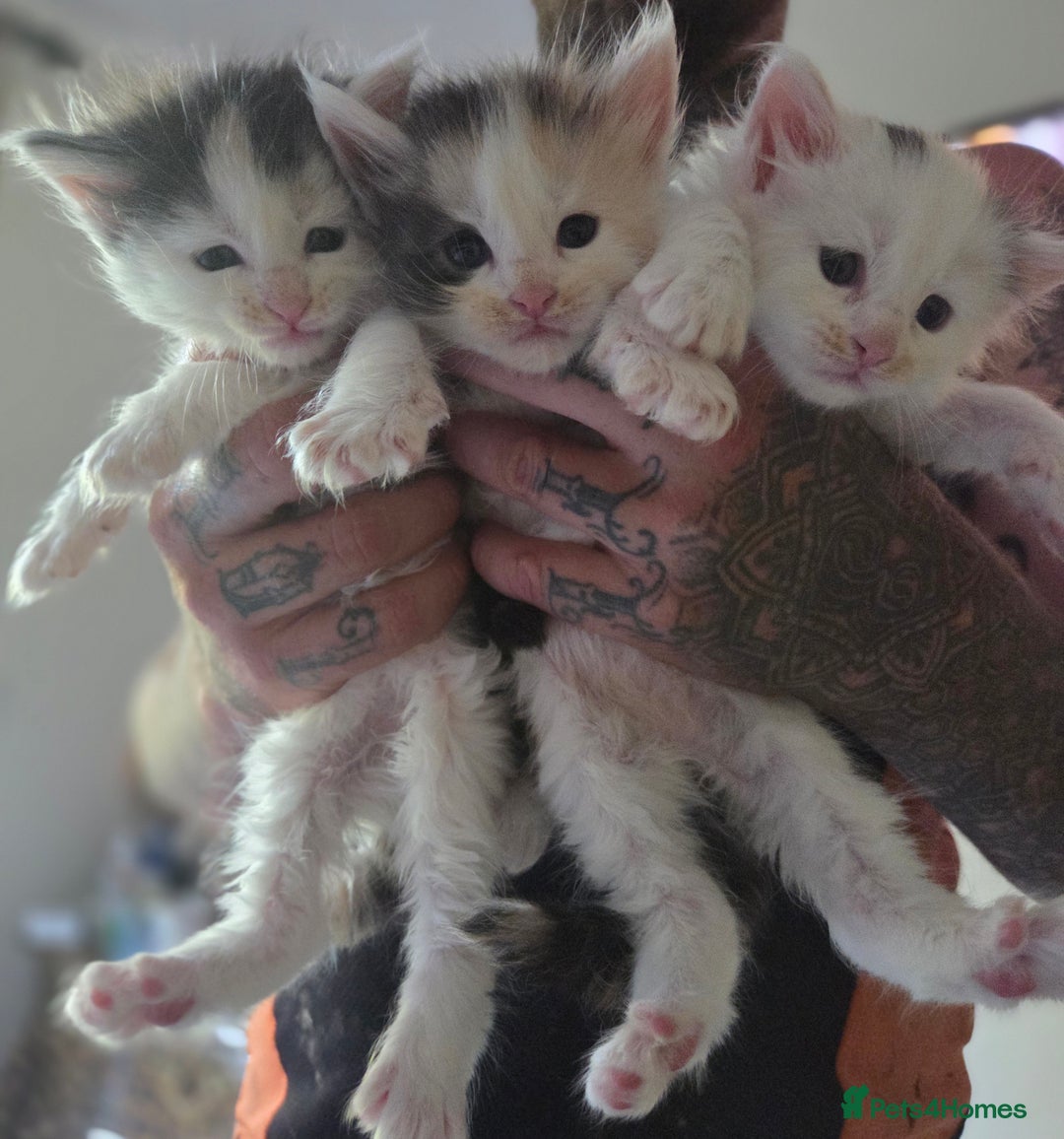 Maine Coon cats for sale: Variety of Maine coon kittens - Image 3