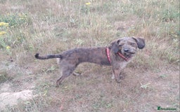Mixed Breed dogs for sale: Peggy needs a loving home  - Image 3