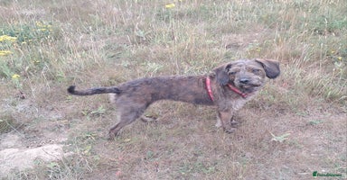 Mixed Breed dogs - Advert 7