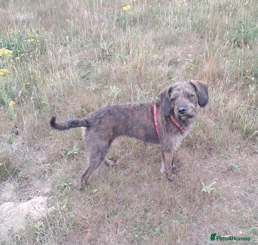 Mixed Breed dogs for sale: Peggy needs a loving home  - Image 3