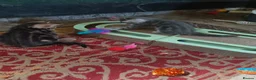 Bengal cats for sale: Bengal x British Short Hair Kittens  in Cupar - Advert 12