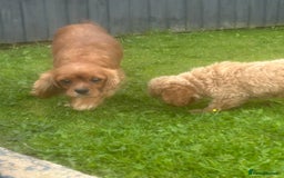Cavapoo dogs for sale: Beautiful Cavapoo puppies  - Image 4