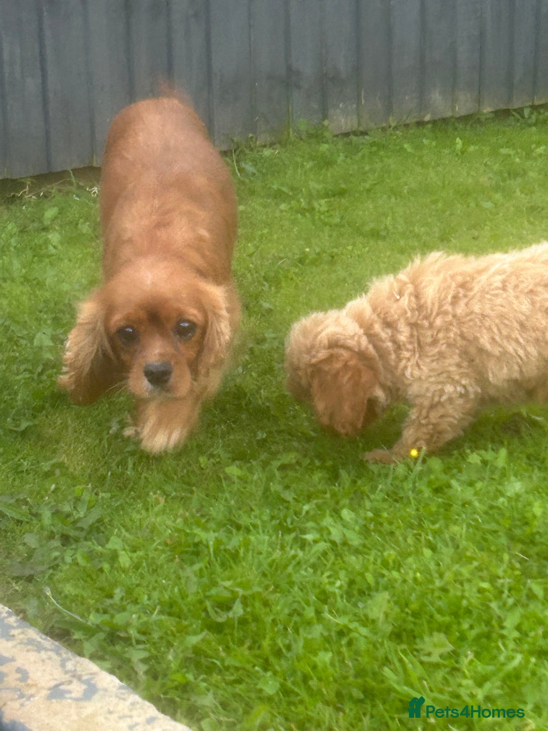 Cavapoo dogs for sale: Beautiful Cavapoo puppies  - Image 4