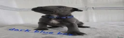 Staffordshire Bull Terrier dogs for sale: Beautiful Blue Staffies ❤️🙌 - Advert 16