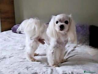 Maltese dogs in Sittingbourne - Advert 15