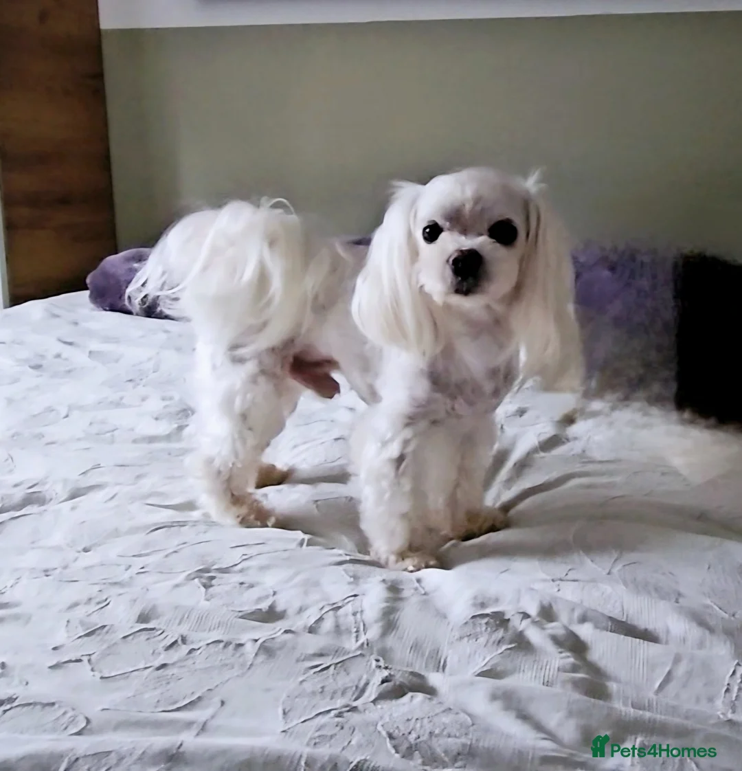 Maltese dogs for stud: KC Reg Korean Maltese for STUD in Sittingbourne - Advert 1