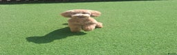 Mixed Breed dogs for sale: Toy poddle - Advert 1