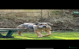 Mixed Breed dogs for sale: HUGE “TRI” MERLE CANE CORSO PUPPIES FOR SALE - Image 15