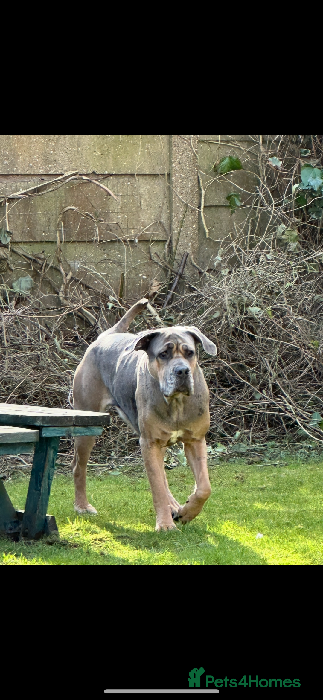 Mixed Breed dogs for sale: HUGE “TRI” MERLE CANE CORSO PUPPIES FOR SALE - Image 15