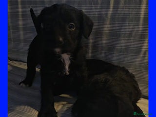 Jackapoo dogs Jackpoos - Advert 10