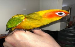 Conures birds for sale: Beautiful Hand-reared tame Sun Conure  - Advert 4