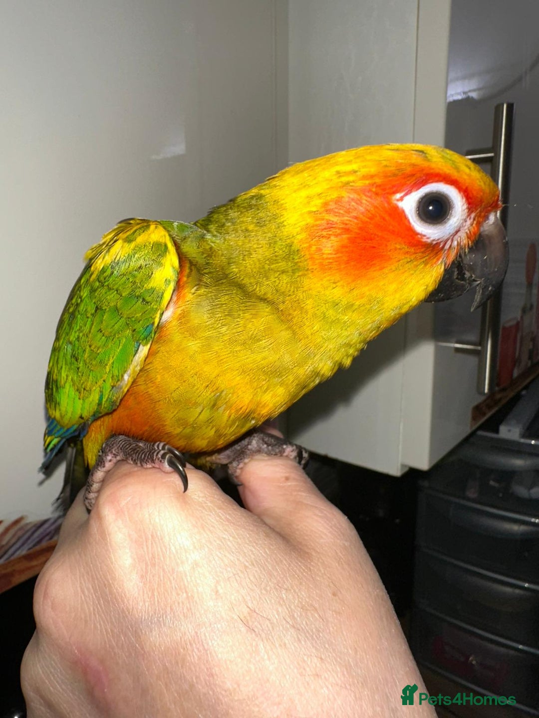Conures birds for sale: Beautiful Hand-reared tame Sun Conure  - Advert 4