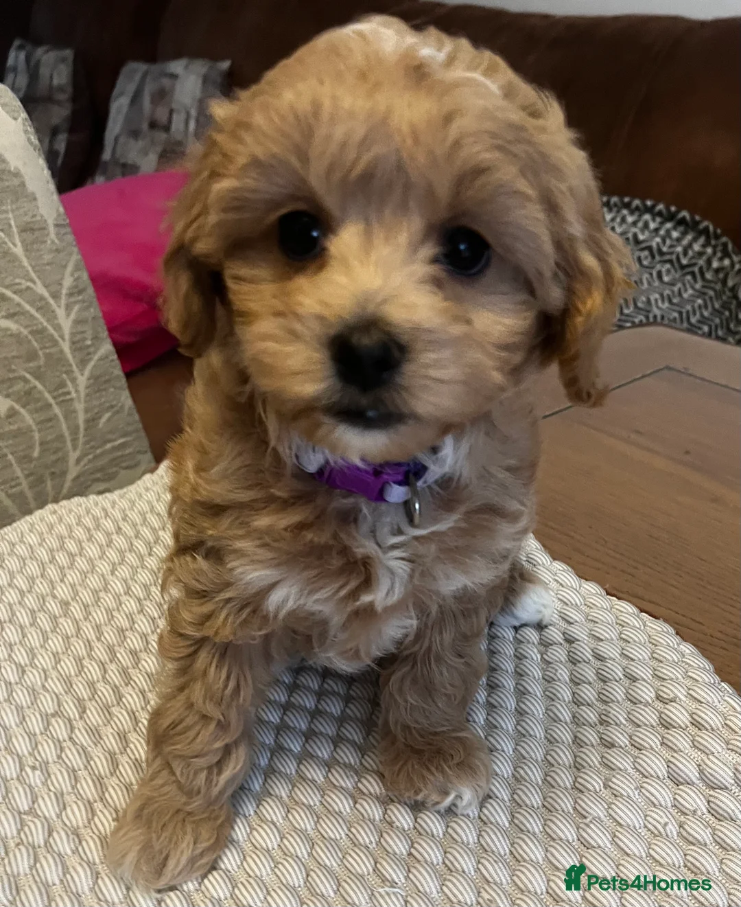 Maltipoo dogs for sale: Gorgeous Maltipoo  - Advert 21