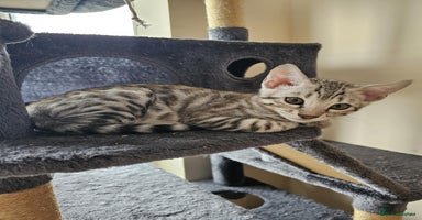 Bengal cats - Advert 8