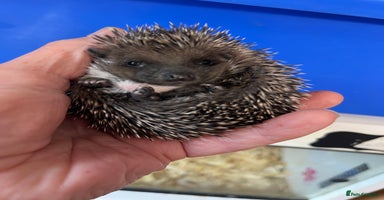 Pygmy Hedgehog rodents - Advert 15