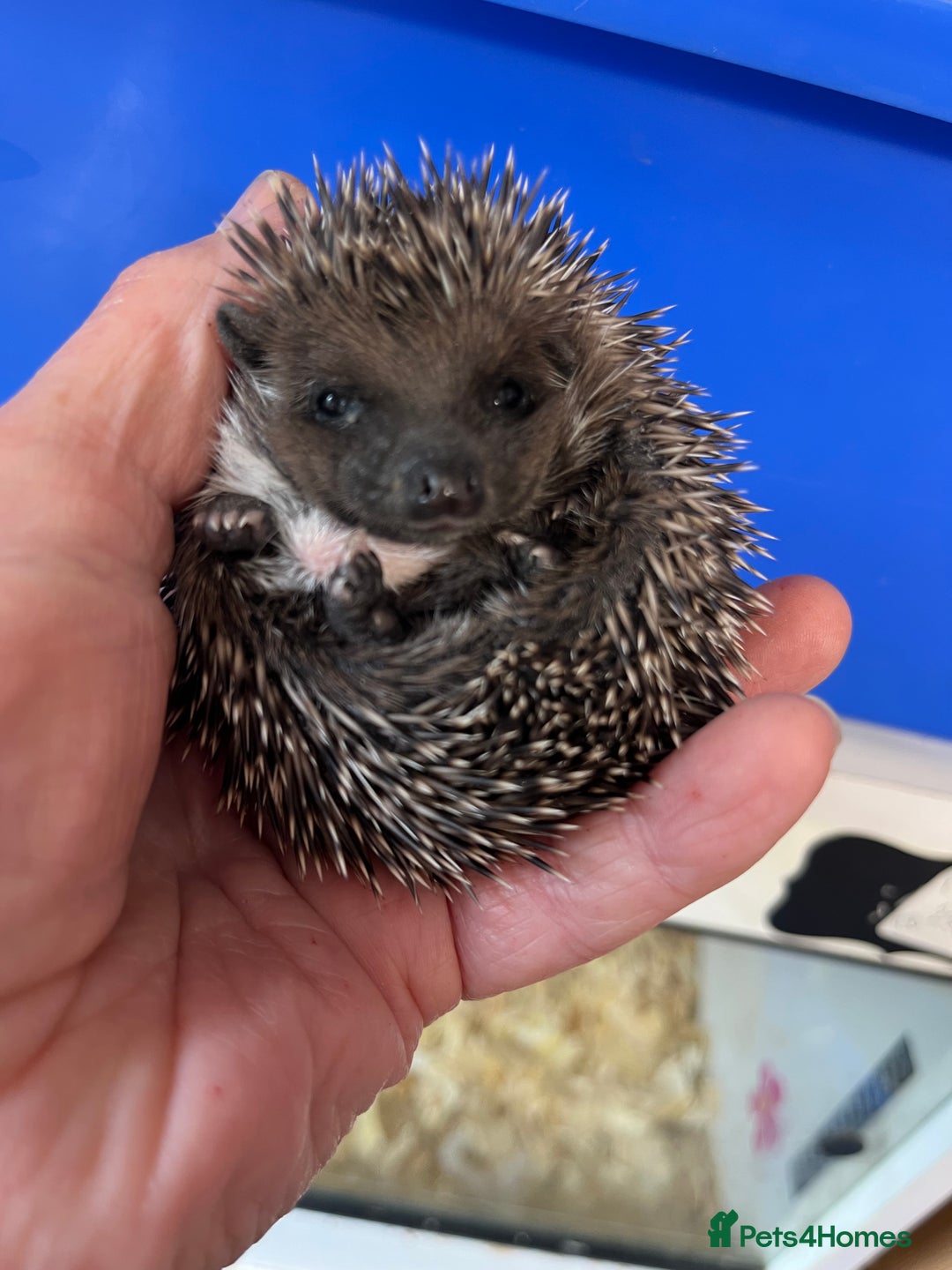 Pygmy Hedgehog rodents for sale: Baby African pygmy hedgehog babies ready now  - Image 4