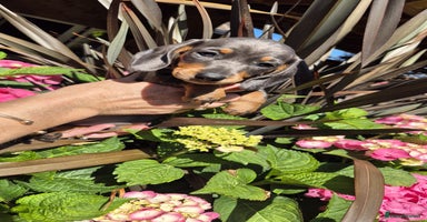 Miniature Dachshund dogs - Advert 1