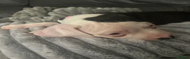 American Bulldog 9 light pink 