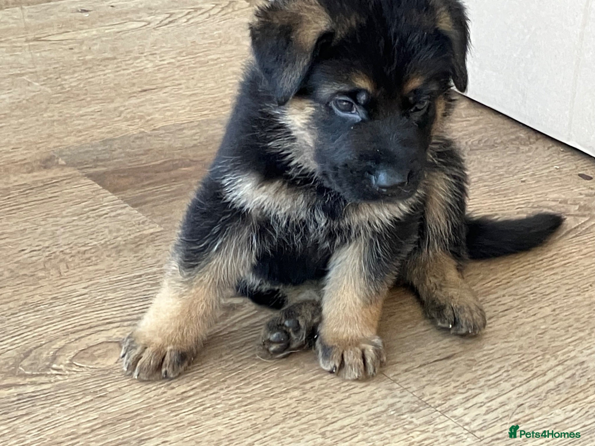 German Shepherd dogs German Shepherd puppies - Advert 2