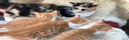 Mixed Breed cats for sale: Gorgeous ginger kittens - Advert 6