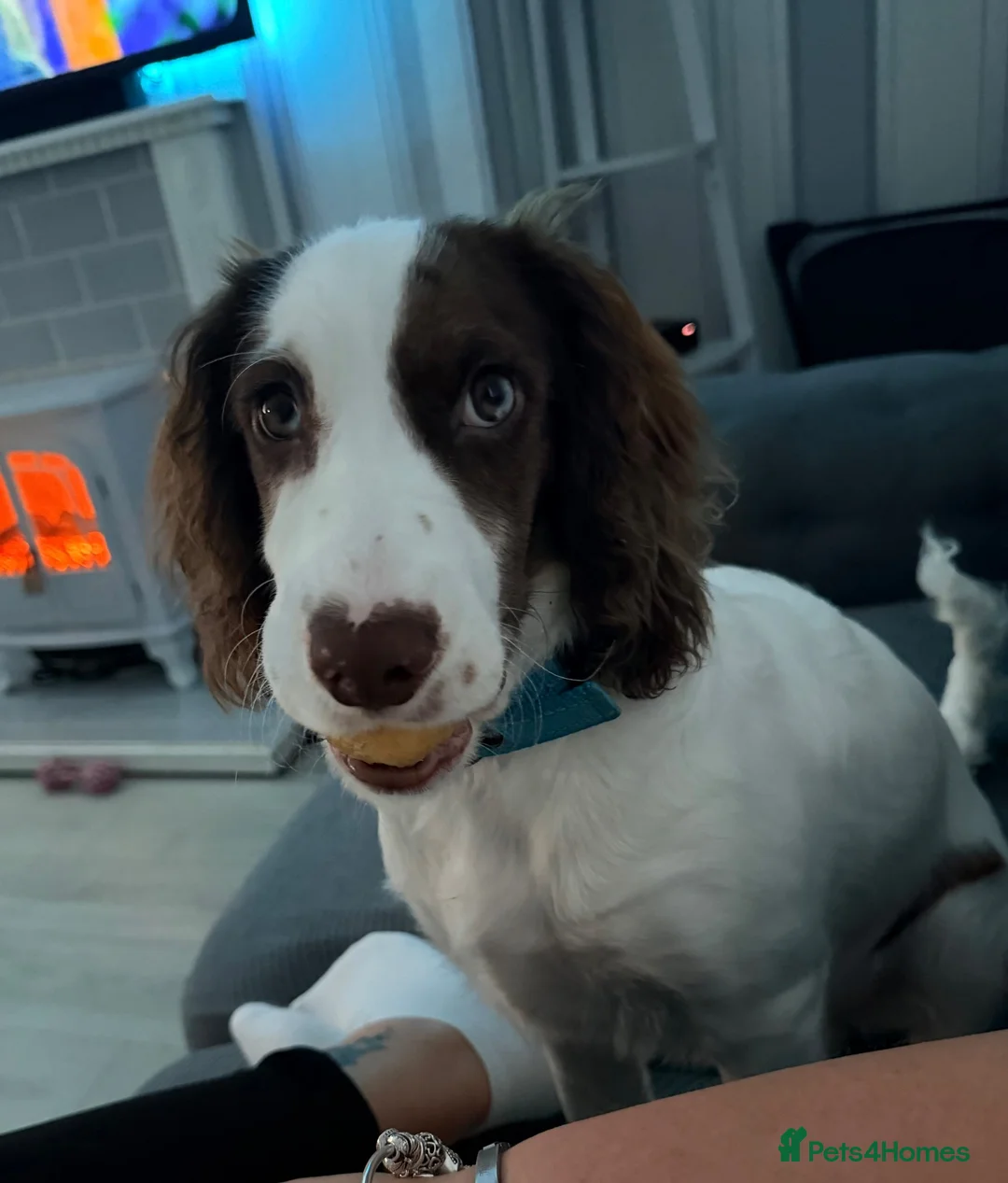 Sprocker dogs for sale: 6 month old sprocker in Gateshead - Advert 2