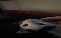British Shorthair cats for sale: Black and White Cat - Image 3