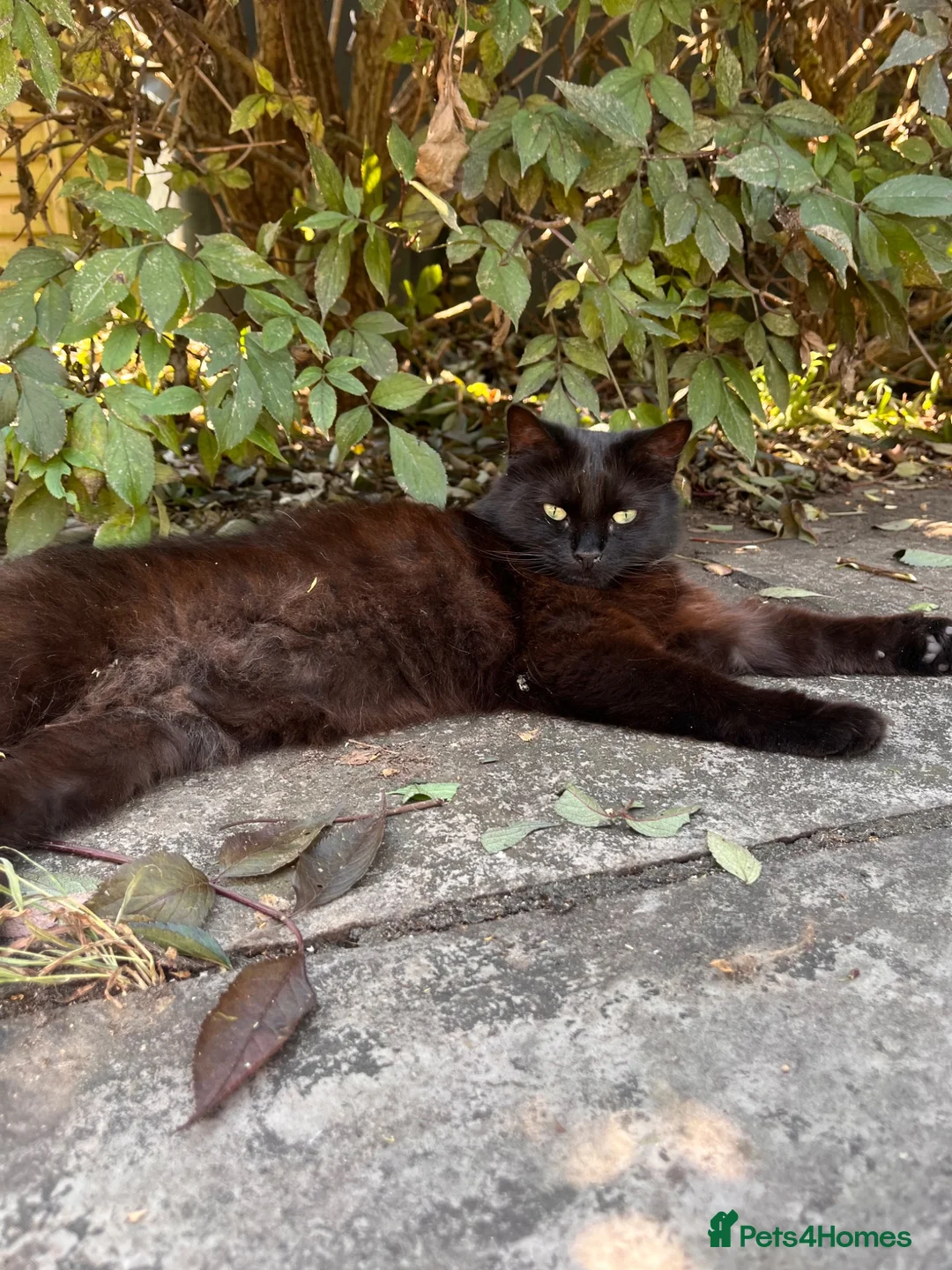 Mixed Breed cats for sale: Very special cat looking for a rural home - Advert 2