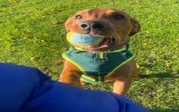 Labrador Retriever dogs for sale: 6 month - Red Fox Lab - male - Image 4