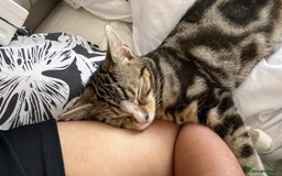 Domestic Shorthair cats for sale: Tabby kitten  - Image 4