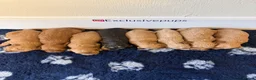 Cockapoo dogs for sale: 🏆🧬F1 miniature show cockapoos 270+health checks  in Pickering - Advert 5