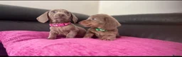Miniature Dachshund dogs for stud: Super tiny 3.8kg long haired True isabella tan kc - Advert 11