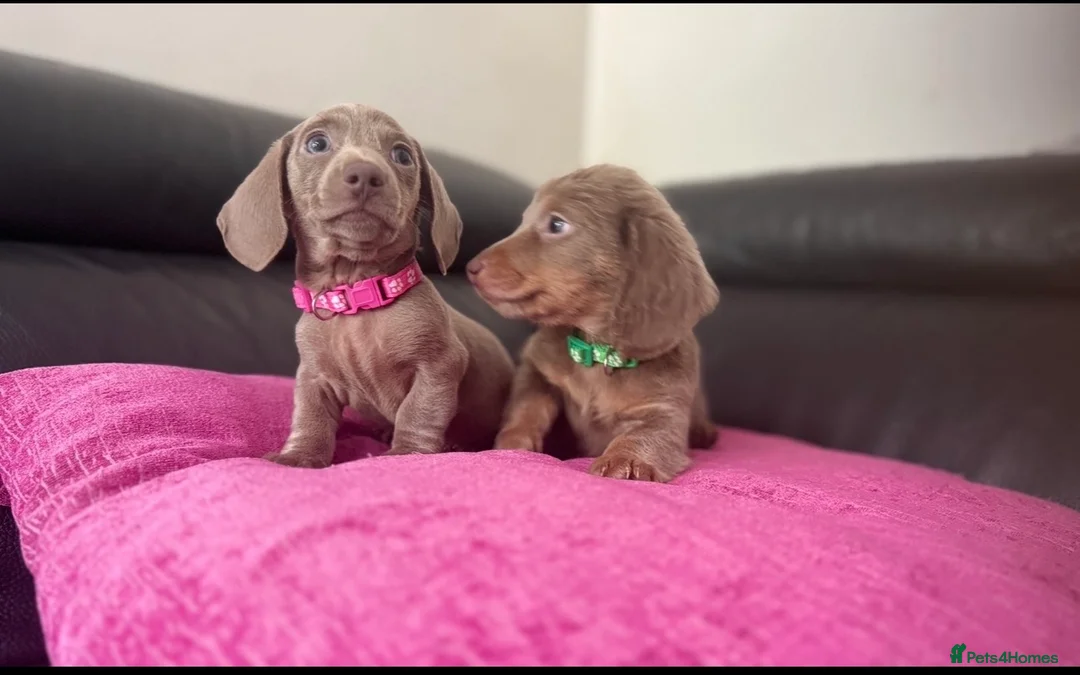 Miniature Dachshund dogs for stud: Super tiny 3.8kg long haired True isabella tan kc - Advert 11