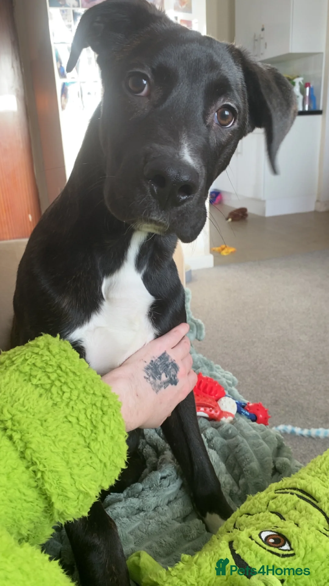 Mixed Breed dogs for sale: Cane corso x lurcher  - Advert 5