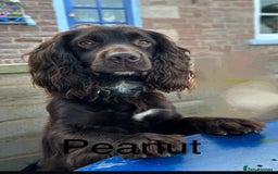 Cocker Spaniel dogs for stud: Proven Working Cocker for Stud - Image 4