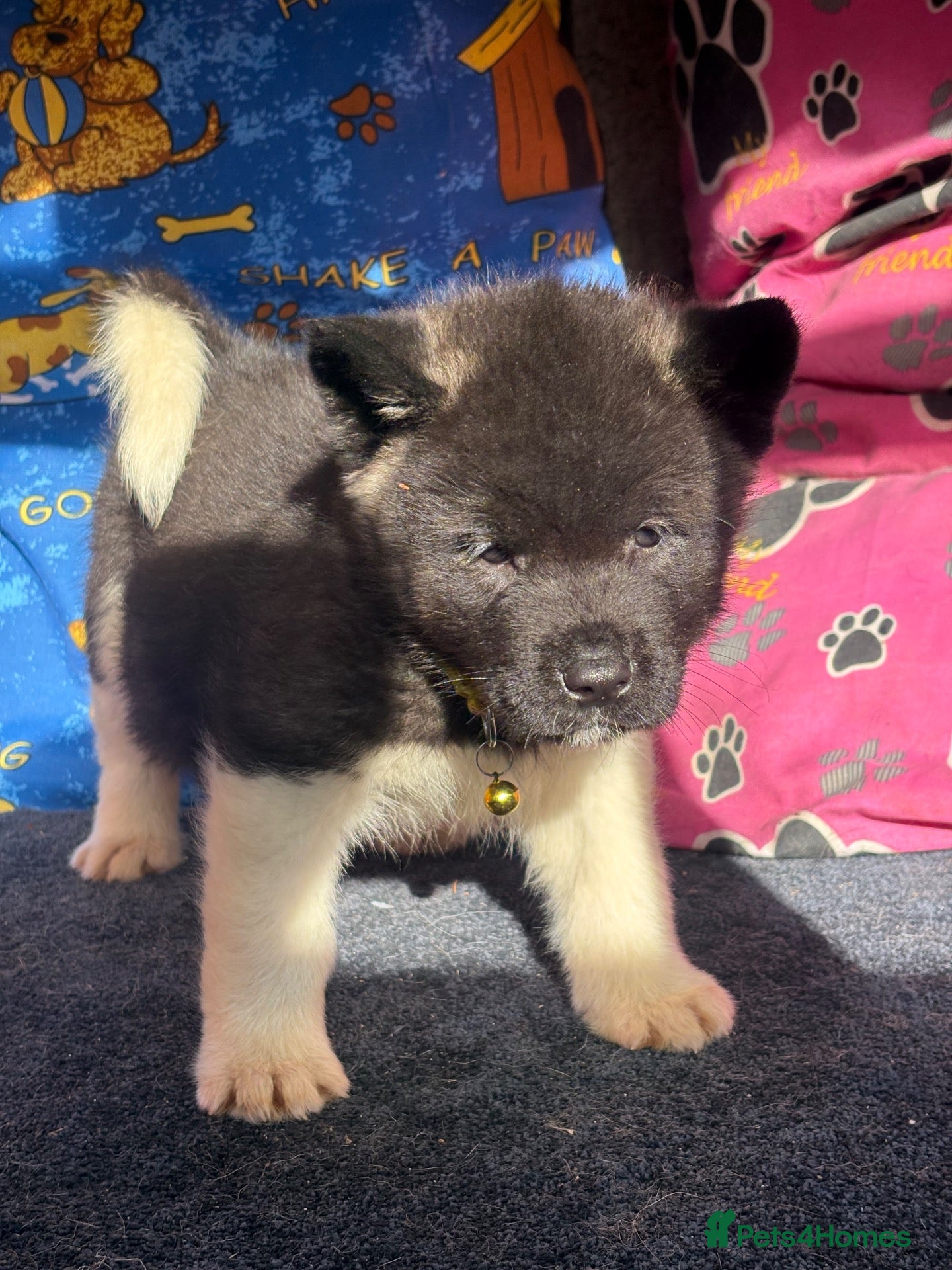 Akita dogs Beautiful American Akita Puppies - Advert 1