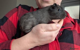 Guinea Pig rodents for sale: Guinea pig BOY  - Advert 3
