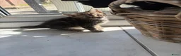 Maine Coon cats for sale: Beautiful Bundles of Joy 🐾 - Advert 2