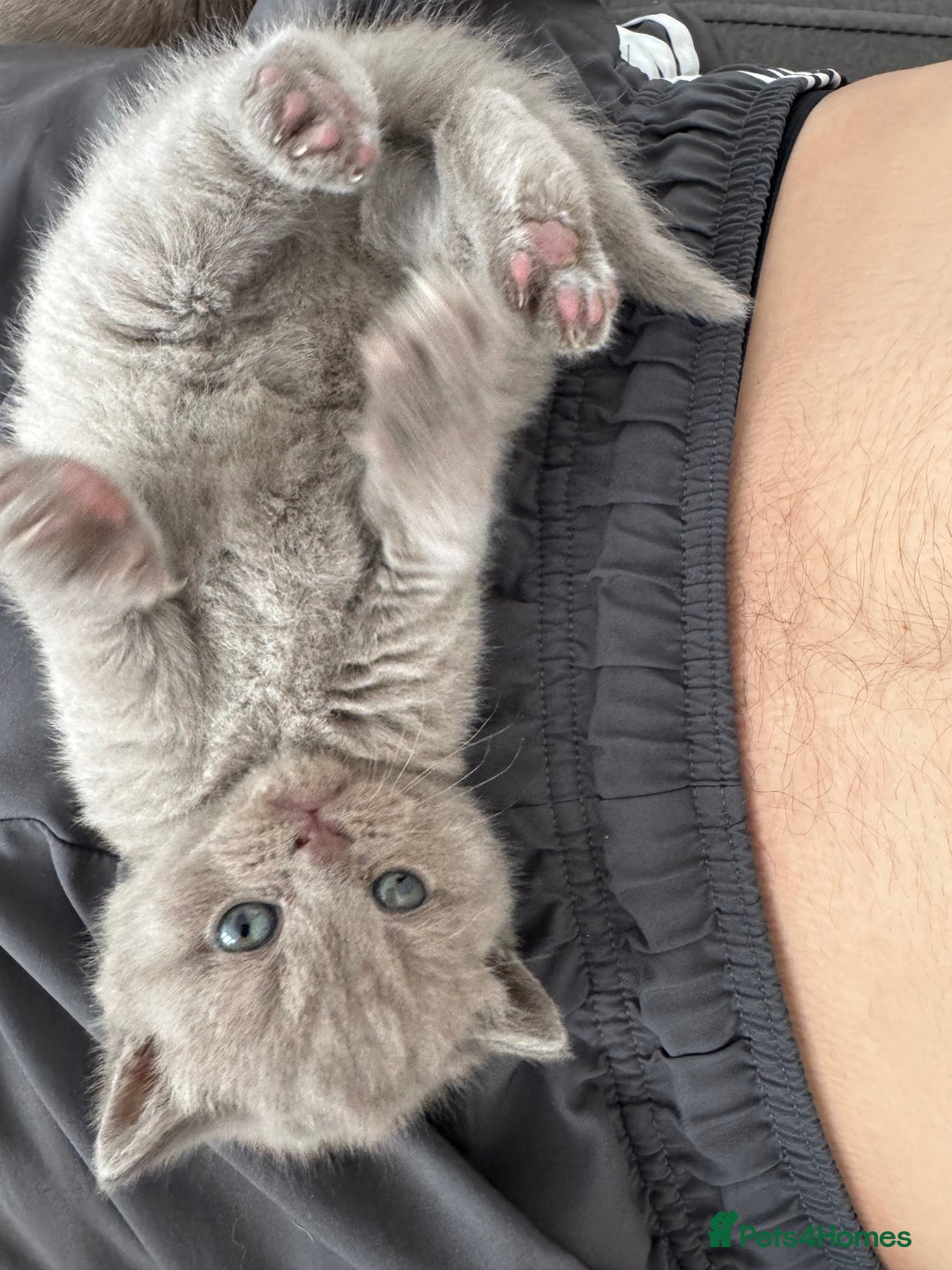 British Shorthair cats for sale: British Shorthair Girl - Image 3