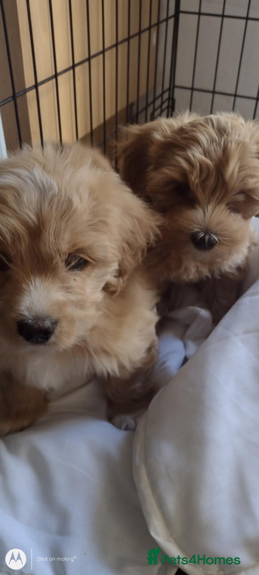Cavapoochon dogs Two stunning blondes in London. - Advert 6