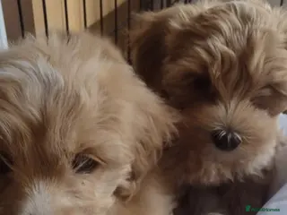Cavapoochon dogs Two stunning blondes in London. - Advert 4