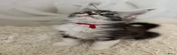 Maine Coon cats for sale: 6 beautiful Maine coon kittens  - Advert 13