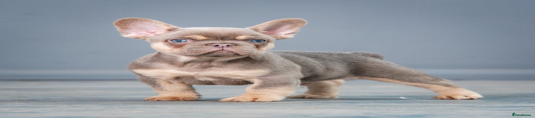 French Bulldog Puppy 2