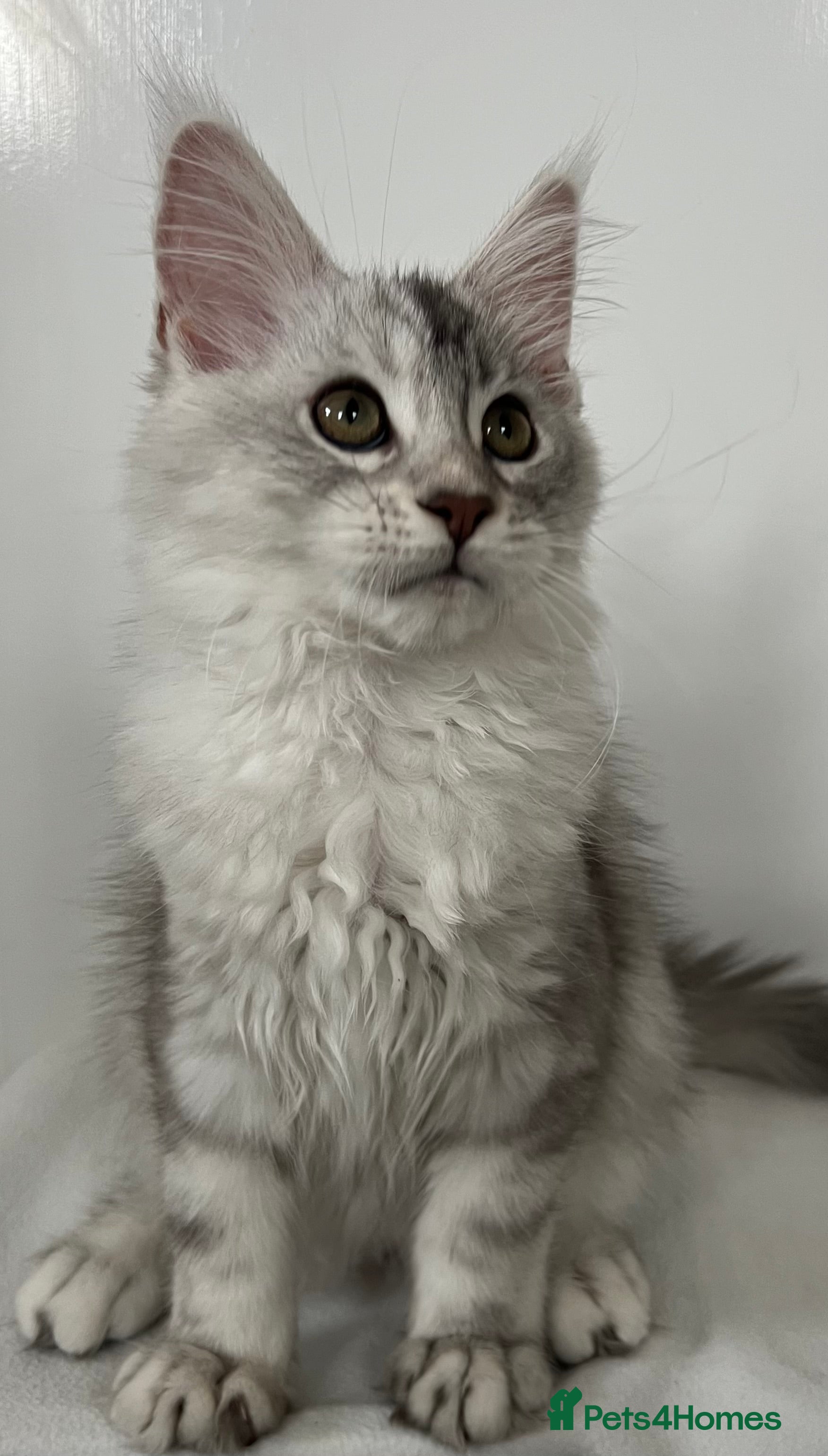 Maine Coon cats Active female girl Maine coon black silver tabby  - Advert 4